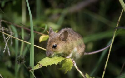 Toi, la petite souris nichée dans une gigoteuse à Carrefour avec ta famille